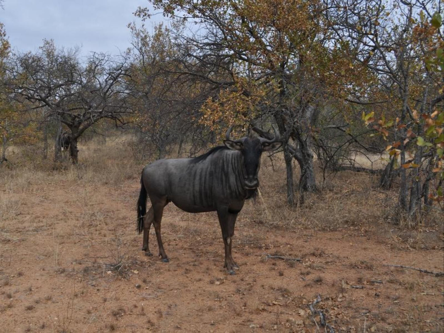 Kelora Bush Camp, Gnu, Mammal, Animal, Herbivore