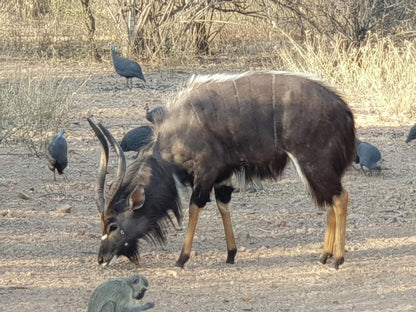 Kelora Bush Camp, Animal