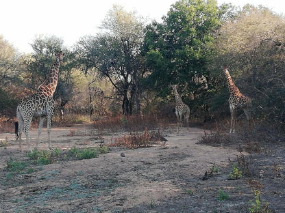 Kelora Bush Camp, Giraffe, Mammal, Animal, Herbivore