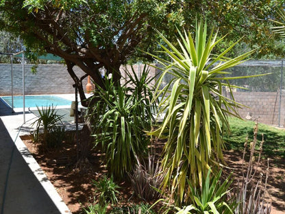 Kenhardt Hotel Kenhardt Northern Cape South Africa Palm Tree, Plant, Nature, Wood, Garden, Swimming Pool