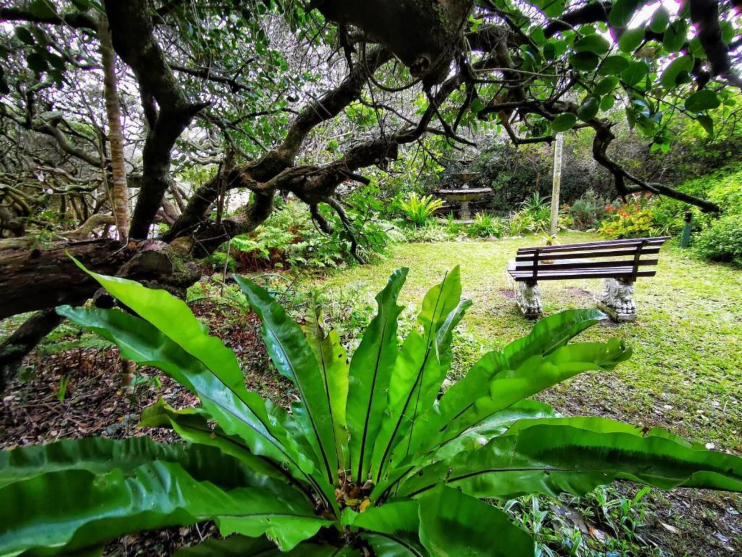 Kennedy S Beach Villa Onrus Hermanus Western Cape South Africa Forest, Nature, Plant, Tree, Wood, Garden