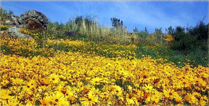 Keurbos Holiday Cottages And Campsite Clanwilliam Western Cape South Africa Complementary Colors, Field, Nature, Agriculture, Flower, Plant, Meadow, Sunflower