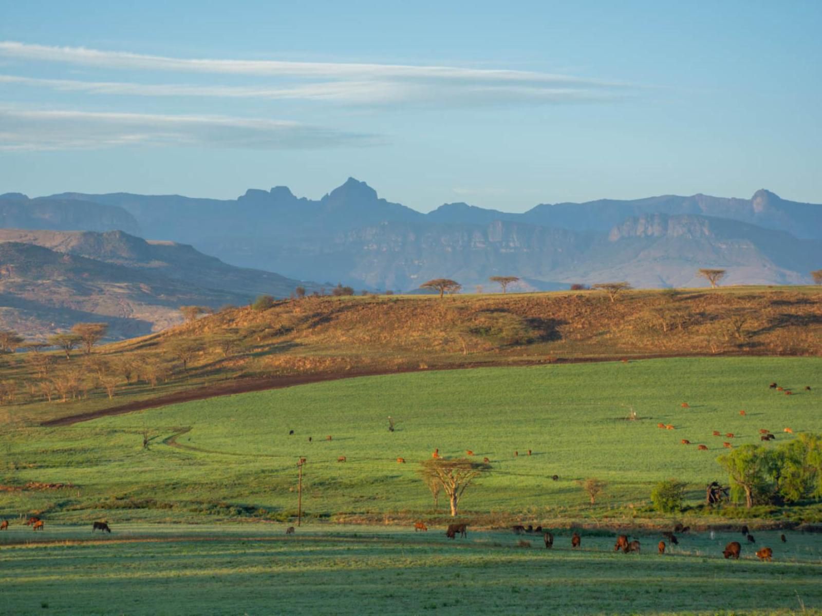 Kezlyn Farm Cottages Bergville Kwazulu Natal South Africa Complementary Colors, Field, Nature, Agriculture