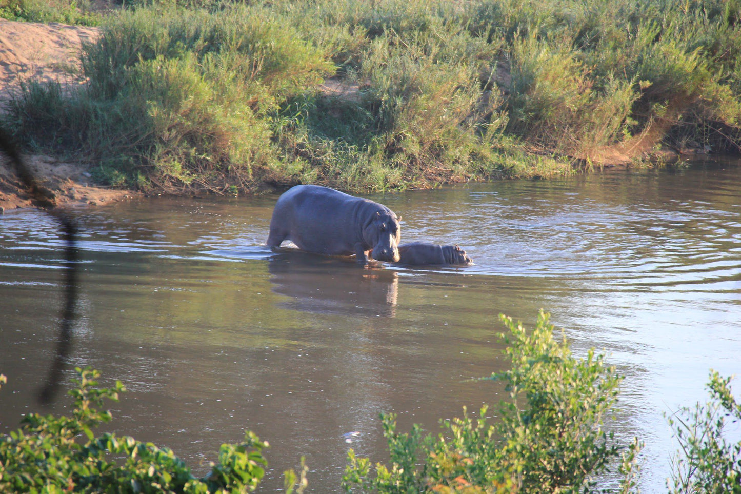 Khandizwe River Lodge Malelane Mpumalanga South Africa Hippo, Mammal, Animal, Herbivore, River, Nature, Waters, Water Buffalo