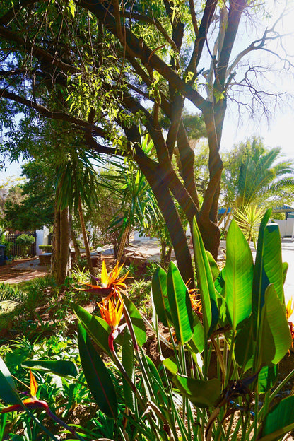 Khanimambo Guest House Muckleneuk Pretoria Tshwane Gauteng South Africa Palm Tree, Plant, Nature, Wood, Garden