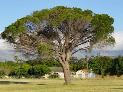 Khasha Mongo Somerset West Western Cape South Africa Complementary Colors, Plant, Nature