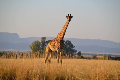 Khaya Nkwe Game And Guest Farm Rankins Pass Limpopo Province South Africa Giraffe, Mammal, Animal, Herbivore