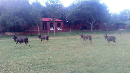 Khaya Nkwe Game And Guest Farm Rankins Pass Limpopo Province South Africa Deer, Mammal, Animal, Herbivore