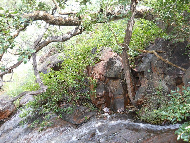 Khaya Nkwe Game And Guest Farm Rankins Pass Limpopo Province South Africa Forest, Nature, Plant, Tree, Wood, River, Waters, Waterfall