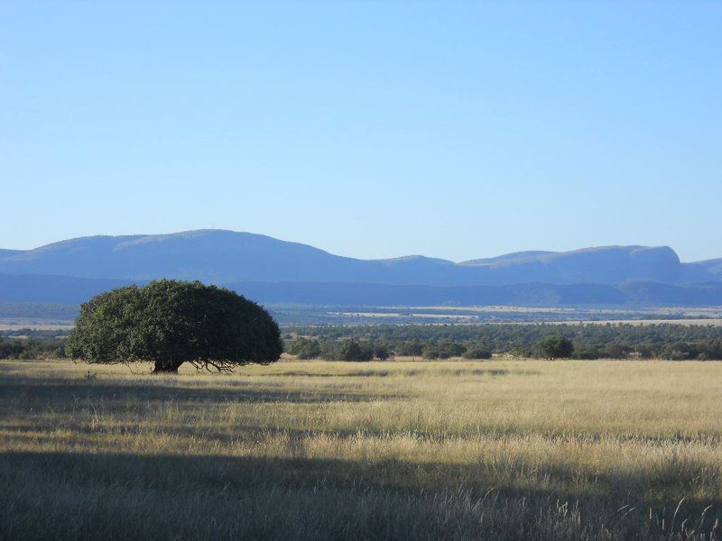 Khaya Nkwe Game And Guest Farm Rankins Pass Limpopo Province South Africa Tree, Plant, Nature, Wood, Lowland