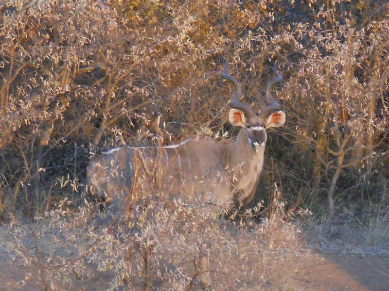 Khaya Nkwe Game And Guest Farm Rankins Pass Limpopo Province South Africa Deer, Mammal, Animal, Herbivore