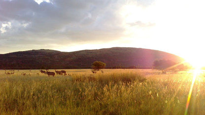 Khaya Nkwe Game And Guest Farm Rankins Pass Limpopo Province South Africa Field, Nature, Agriculture, Meadow, Lowland, Sunset, Sky