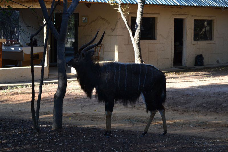 Khaya Nkwe Game And Guest Farm Rankins Pass Limpopo Province South Africa Gnu, Mammal, Animal, Herbivore