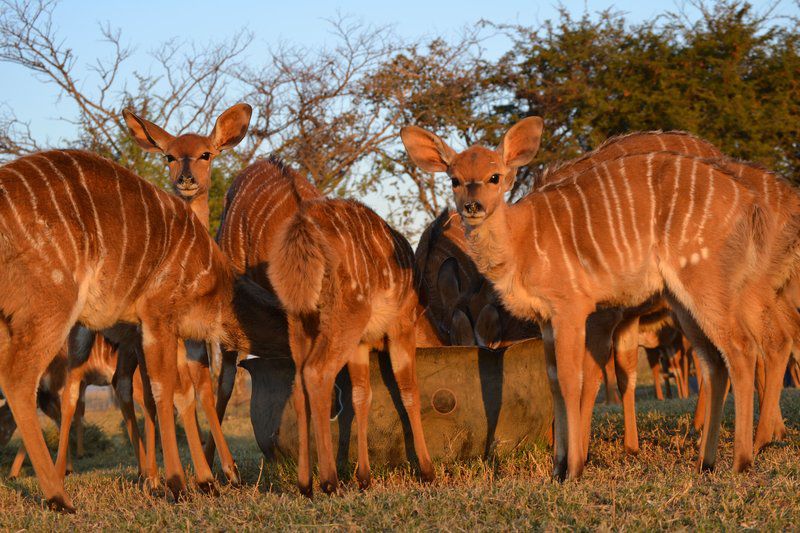 Khaya Nkwe Game And Guest Farm Rankins Pass Limpopo Province South Africa Colorful, Animal