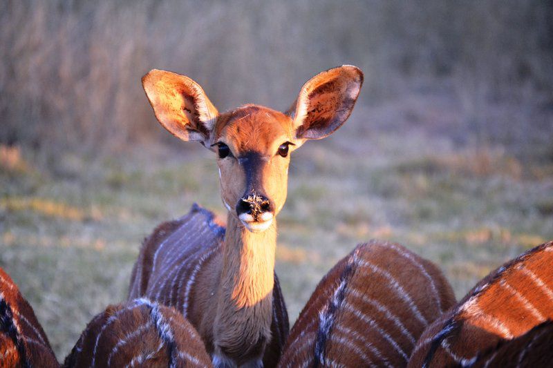 Khaya Nkwe Game And Guest Farm Rankins Pass Limpopo Province South Africa Animal