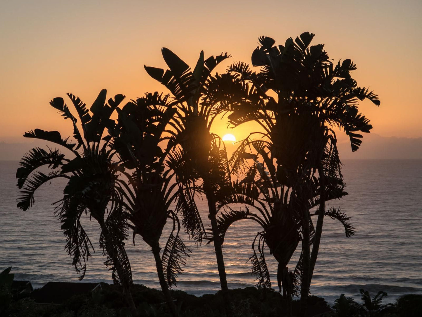 Khaya La Manzi Guest Lodge And Conferencing Hibberdene Kwazulu Natal South Africa Beach, Nature, Sand, Palm Tree, Plant, Wood, Silhouette, Sky, Sunset