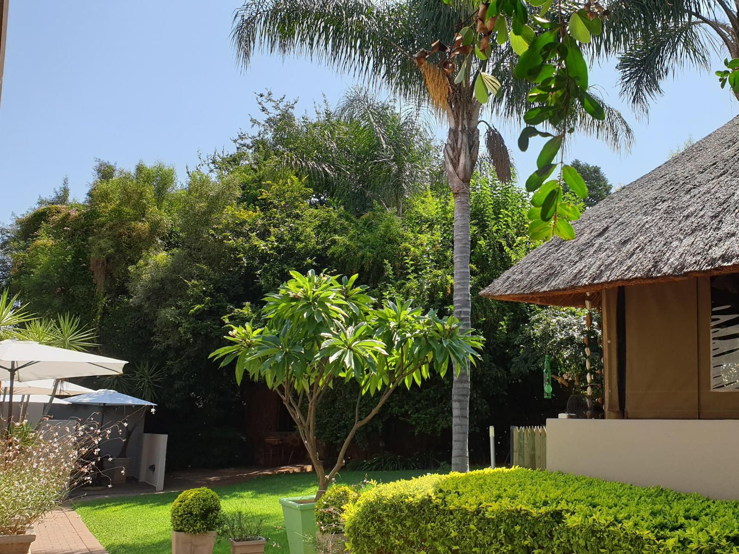 Khayamanzi Guesthouse, Palm Tree, Plant, Nature, Wood