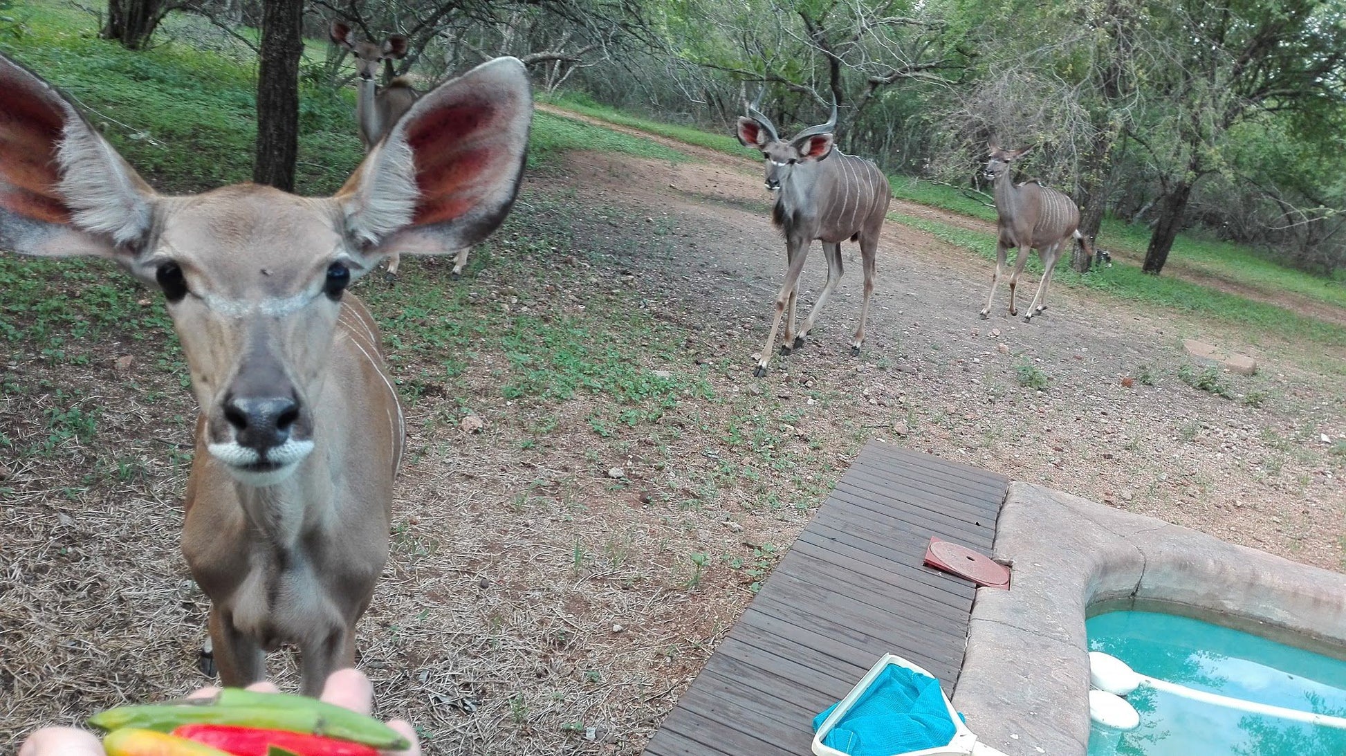 Khaya Romantica Marloth Park Mpumalanga South Africa Unsaturated, Animal