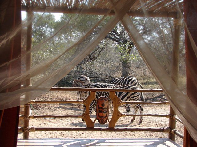 Khaya Umdani Mpumalanga Marloth Park Mpumalanga South Africa Animal