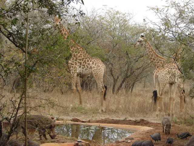 Khaya Umdani Mpumalanga Marloth Park Mpumalanga South Africa Giraffe, Mammal, Animal, Herbivore