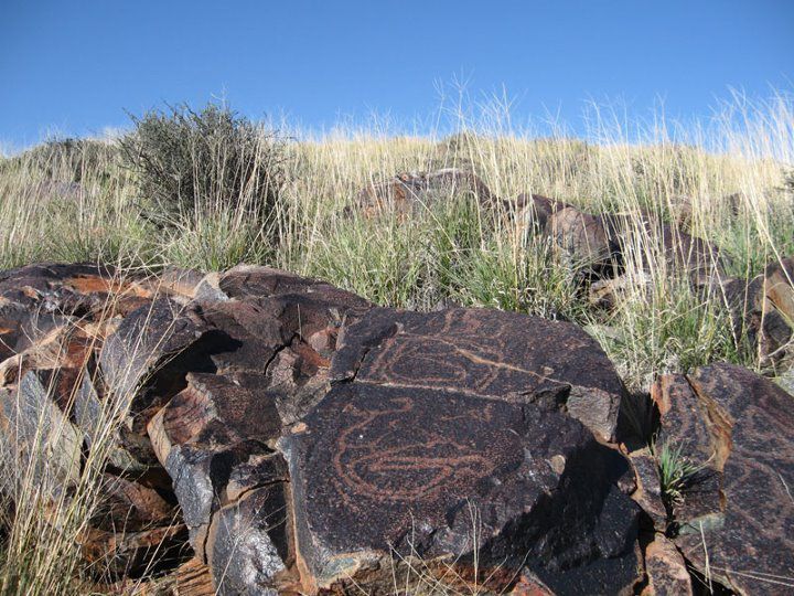 Khoisan Safaris Omdraaisvlei Northern Cape South Africa Cactus, Plant, Nature, Reptile, Animal