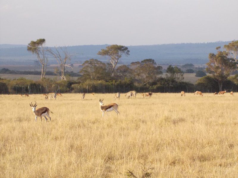 Kholokoe Private Lodge Langholm Bathurst Eastern Cape South Africa Animal, Lowland, Nature