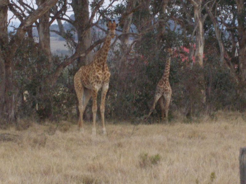 Kholokoe Private Lodge Langholm Bathurst Eastern Cape South Africa Unsaturated, Giraffe, Mammal, Animal, Herbivore