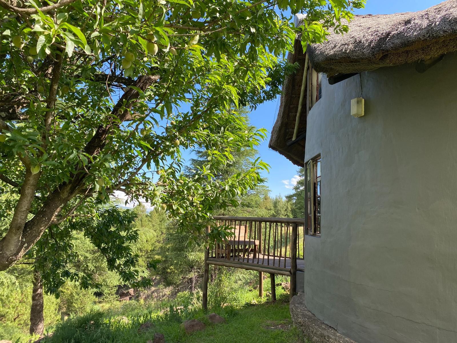 Khotso Lodge And Horse Trails Underberg Kwazulu Natal South Africa Tree, Plant, Nature, Wood