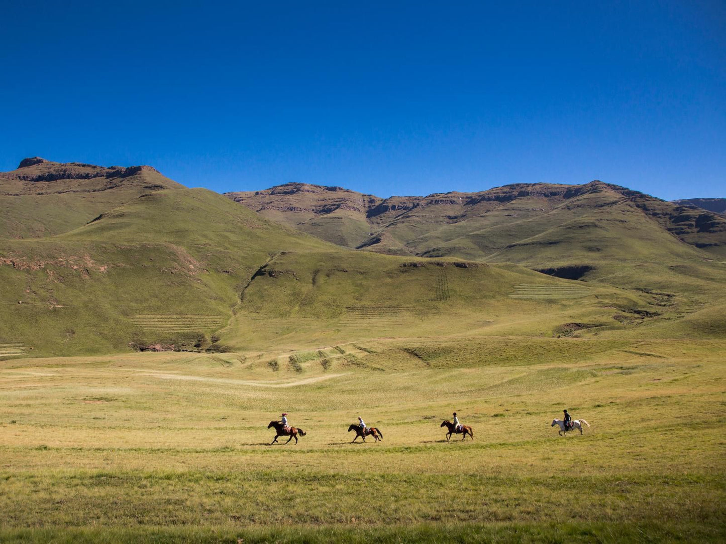 Khotso Lodge And Horse Trails Underberg Kwazulu Natal South Africa Complementary Colors, Colorful, Horse, Mammal, Animal, Herbivore, Highland, Nature