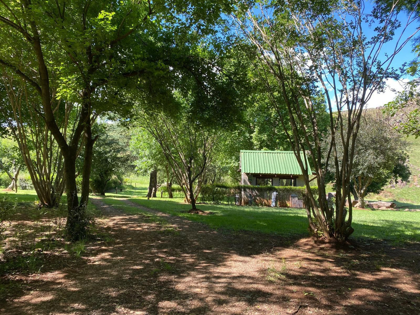 Khotso Lodge And Horse Trails Underberg Kwazulu Natal South Africa Tree, Plant, Nature, Wood