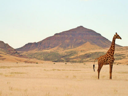 Khowarib Lodge, Animal