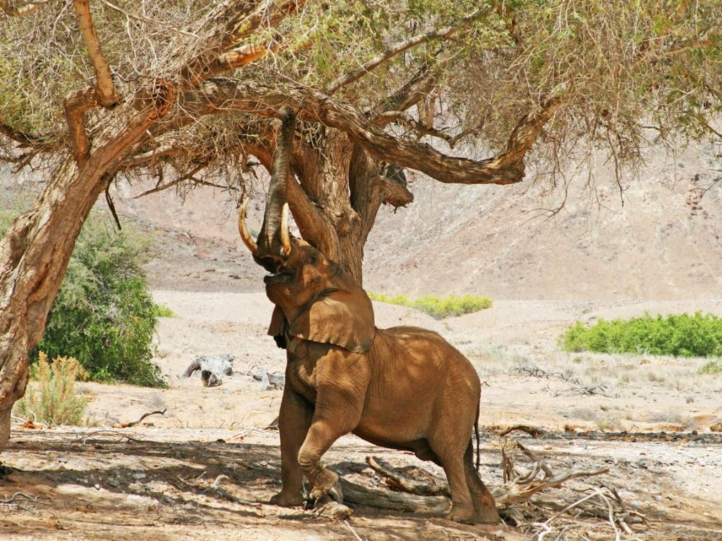 Khowarib Lodge, Sepia Tones, Rhino, Mammal, Animal, Herbivore, Desert, Nature, Sand