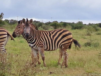 Khululeka Safaris Lodge, Zebra, Mammal, Animal, Herbivore