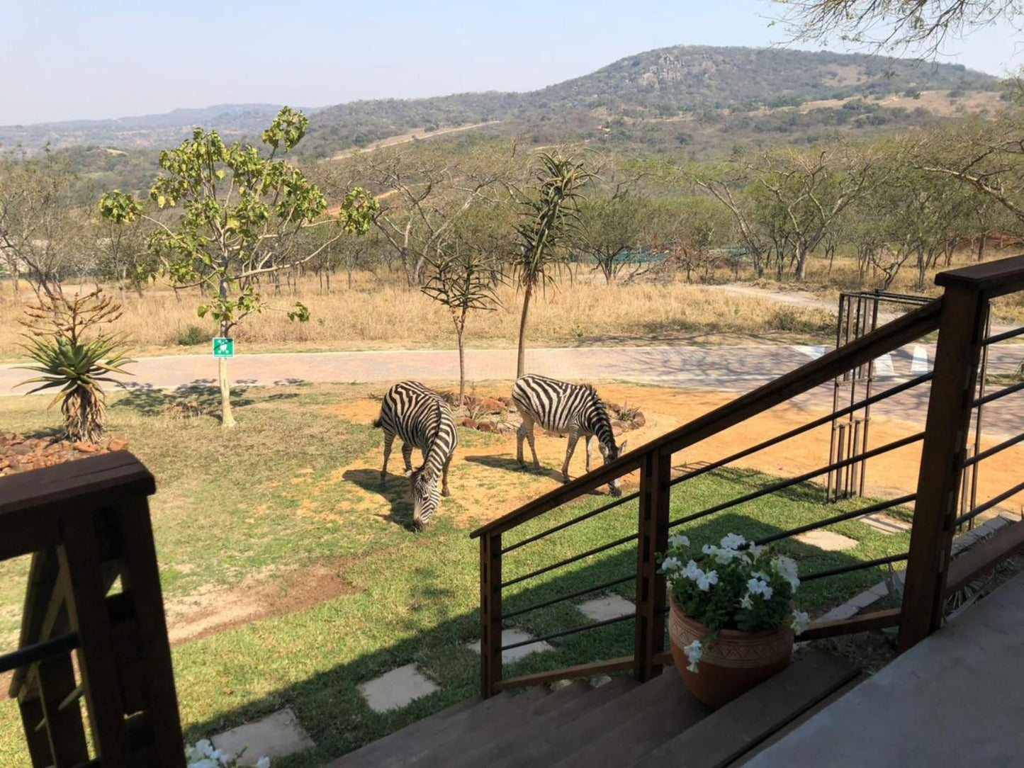 Khululeka Safaris Lodge, Animal