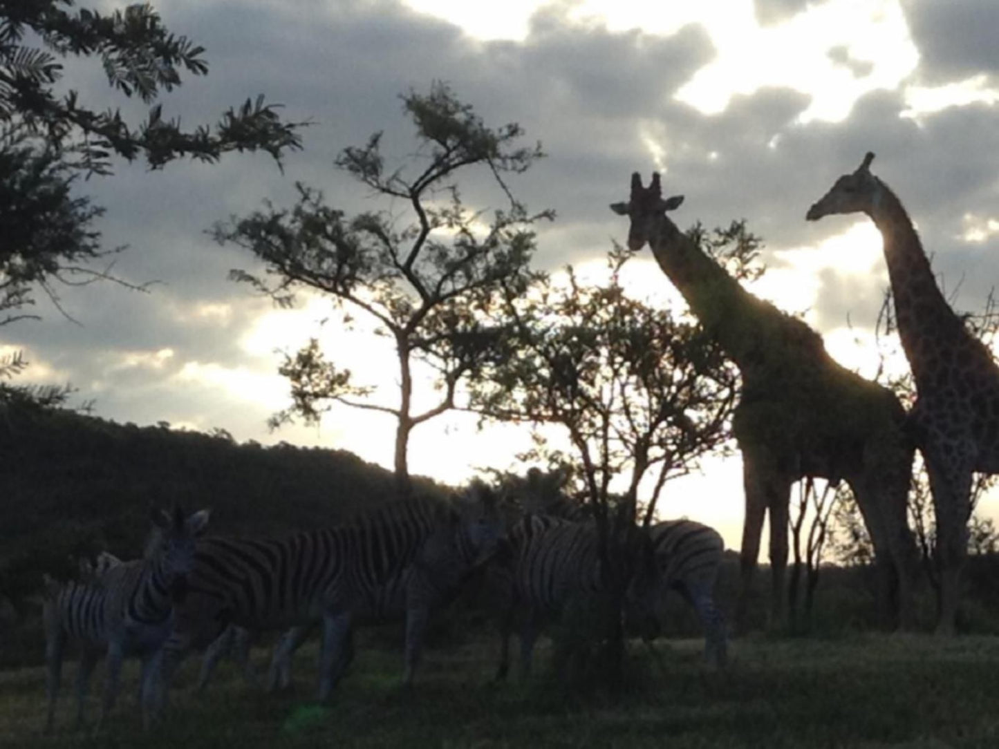 Khululeka Safaris Lodge, Silhouette, Animal