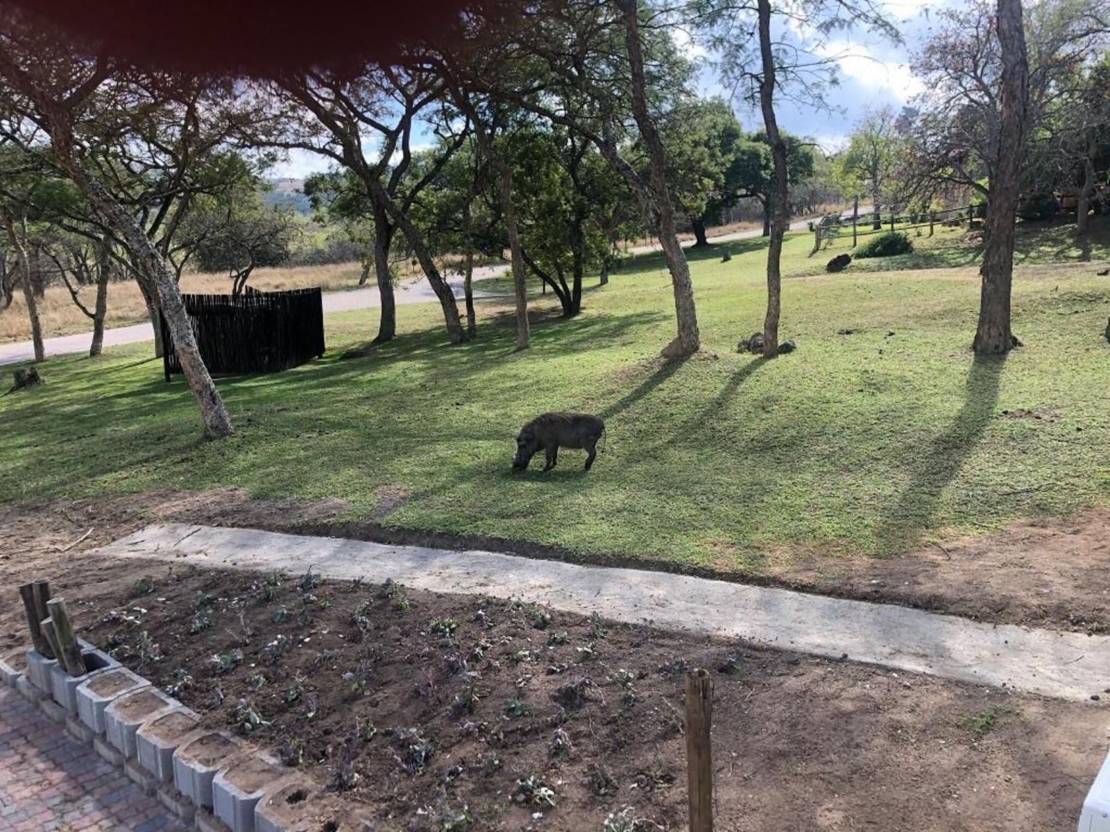 Khululeka Safaris Lodge, Animal, Garden, Nature, Plant