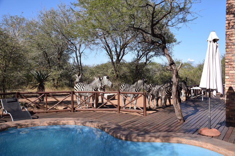 Khumbula 2 Marloth Park Mpumalanga South Africa Animal, Swimming Pool