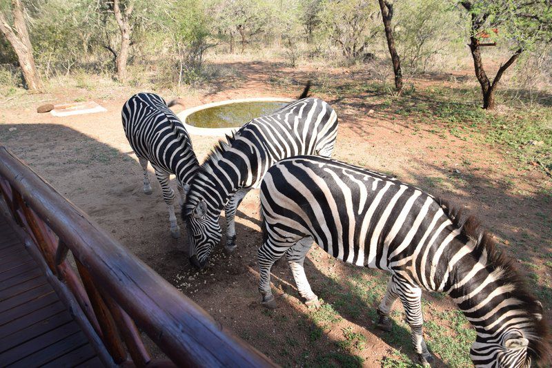 Khumbula 2 Marloth Park Mpumalanga South Africa Zebra, Mammal, Animal, Herbivore