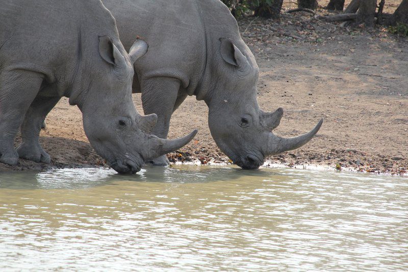 Khumbula 2 Marloth Park Mpumalanga South Africa Unsaturated, Rhino, Mammal, Animal, Herbivore