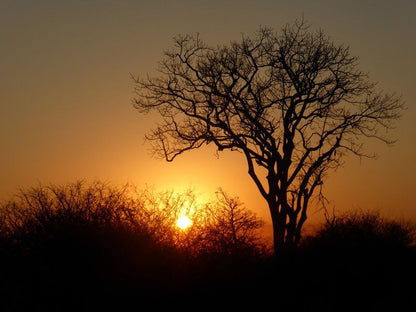 Khumbula 2 Marloth Park Mpumalanga South Africa Silhouette, Sky, Nature, Tree, Plant, Wood, Sunset