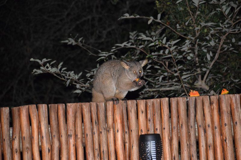 Khumbula 2 Marloth Park Mpumalanga South Africa Squirrel, Mammal, Animal, Herbivore, Rodent
