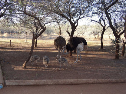 Khumbula Iafrica Marloth Park Mpumalanga South Africa Ostrich, Bird, Animal