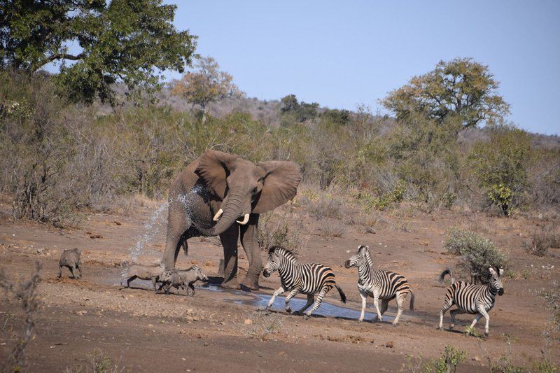 Khumbula Iafrica Marloth Park Mpumalanga South Africa Complementary Colors, Elephant, Mammal, Animal, Herbivore, Zebra