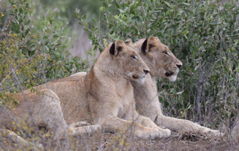 Khumbula Iafrica Marloth Park Mpumalanga South Africa Unsaturated, Lion, Mammal, Animal, Big Cat, Predator