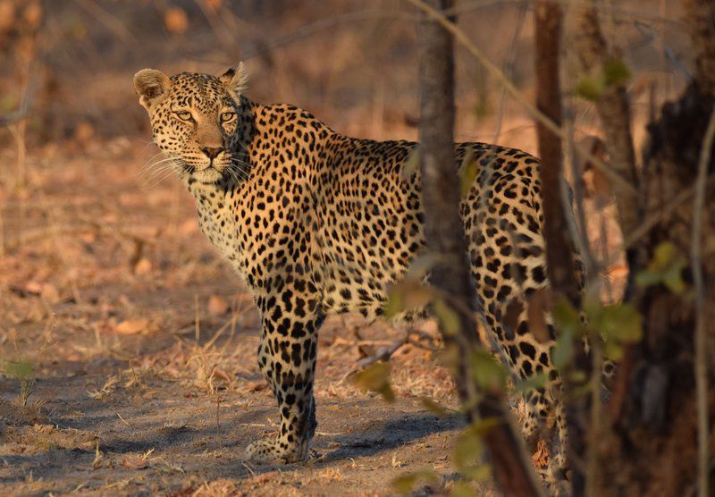 Khumbula Iafrica Marloth Park Mpumalanga South Africa Leopard, Mammal, Animal, Big Cat, Predator