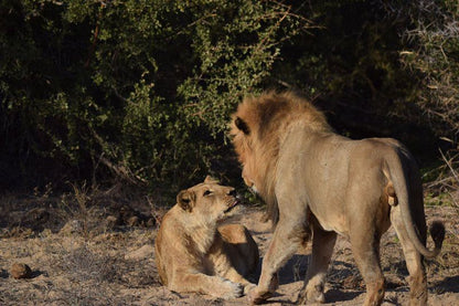 Khumbula Iafrica Marloth Park Mpumalanga South Africa Lion, Mammal, Animal, Big Cat, Predator