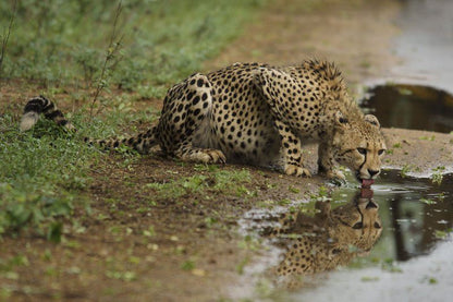 Khumbula Iafrica Marloth Park Mpumalanga South Africa Leopard, Mammal, Animal, Big Cat, Predator