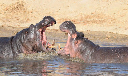 Khumbula Iafrica Marloth Park Mpumalanga South Africa Hippo, Mammal, Animal, Herbivore
