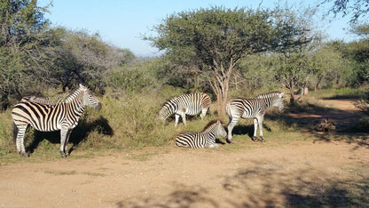 Khumbula Iafrica Marloth Park Mpumalanga South Africa Zebra, Mammal, Animal, Herbivore
