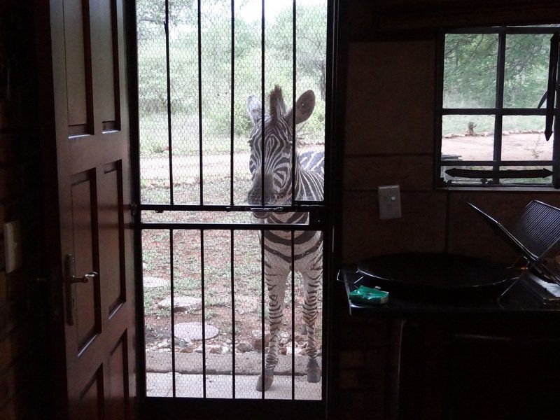 Khumbula Iafrica Marloth Park Mpumalanga South Africa Animal